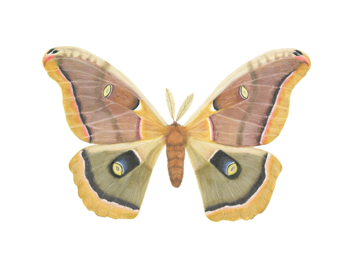 Antheraea polyphemus Archival Print