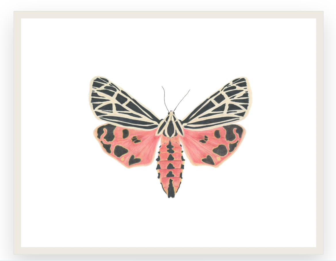 Grammia virgo Archival Print