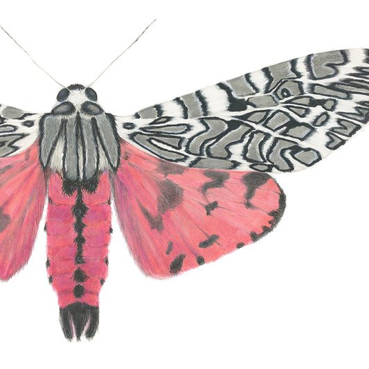 Arachnis picta Archival Print