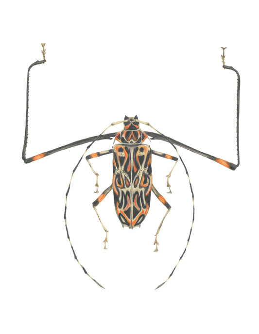 Acrocinus longimanus Archival Print