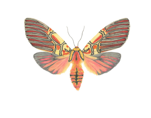 Anaxita contsricta Archival Print