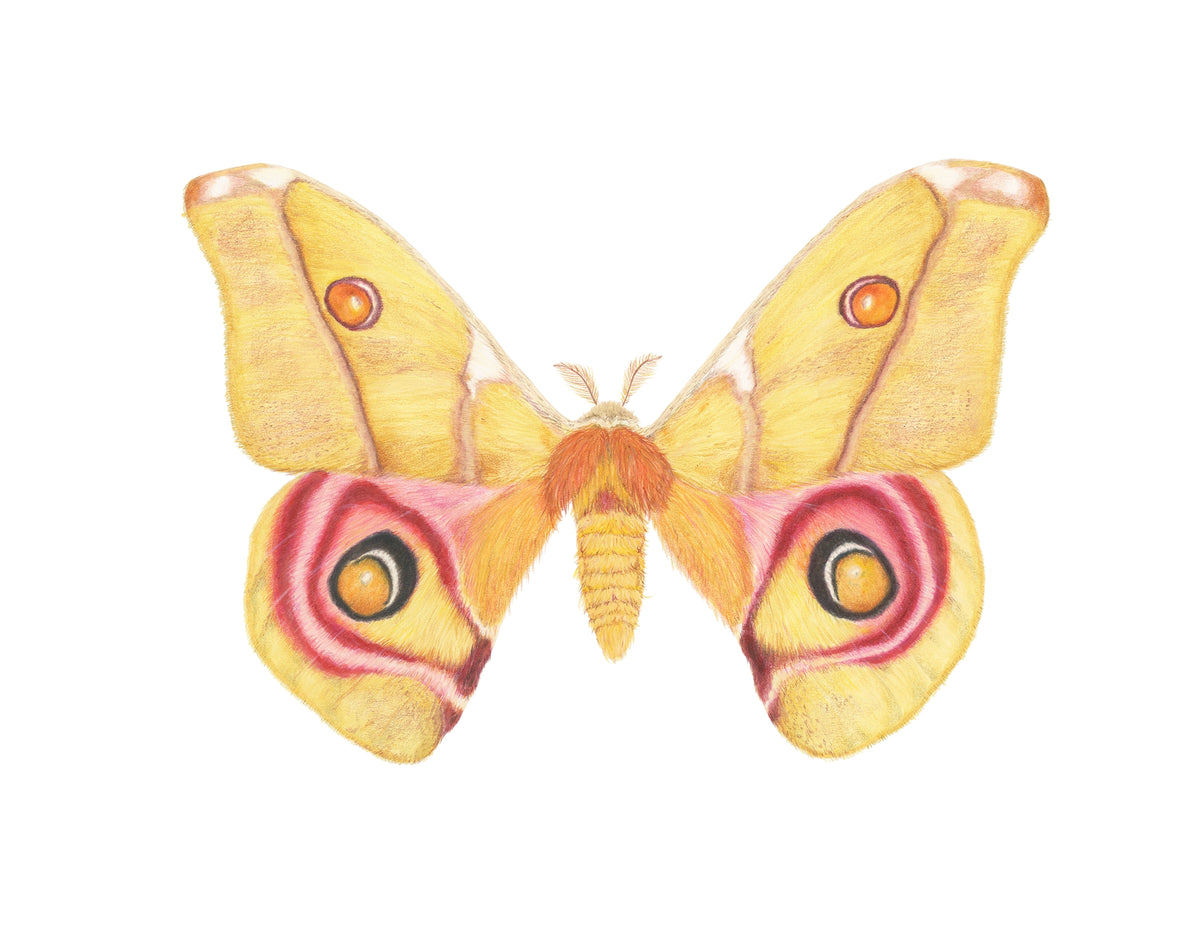 Antherina suraka Archival Print