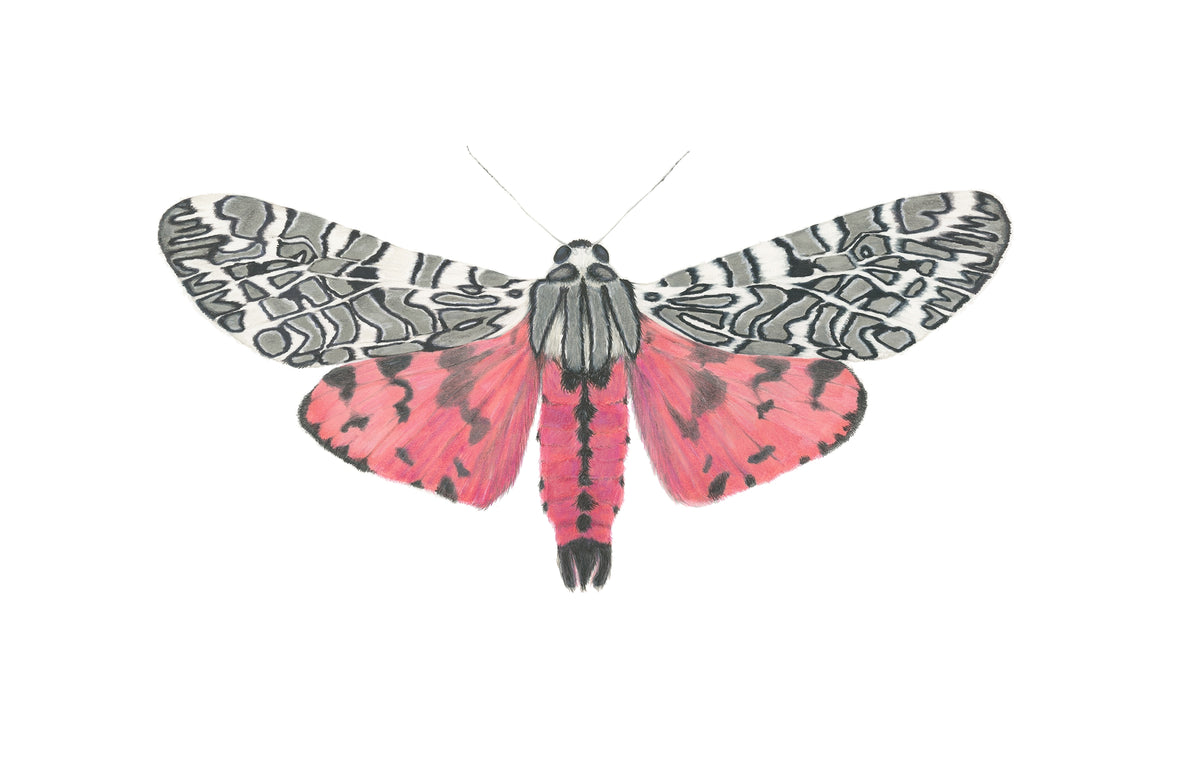 Arachnis picta Archival Print