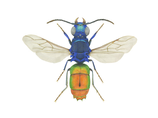 Chrysis borealis Archival Print