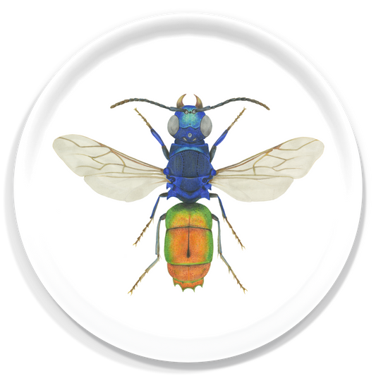 Chrysis borealis Birchwood Tray