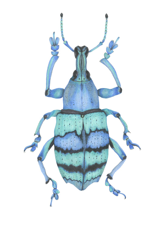 Eupholus schoenherri Archival Print