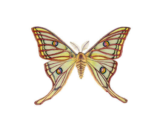 Graellsia Isabella Archival Print