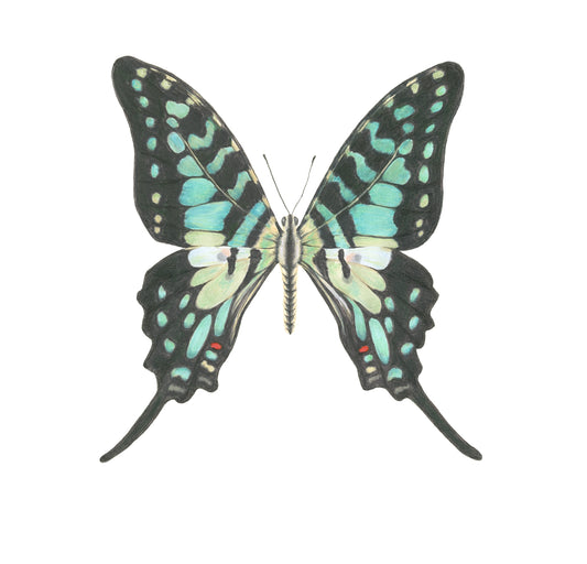 Graphium antheus Archival Print