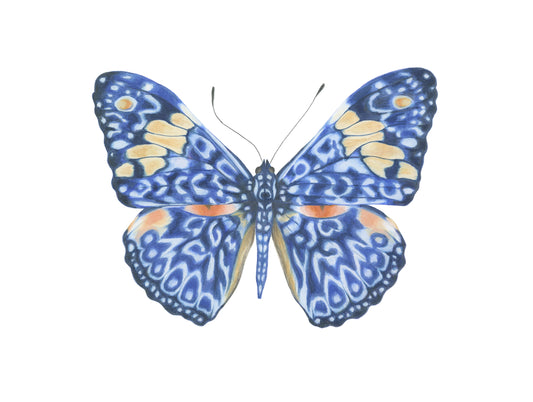 Hamadryas amphinome Archival Print