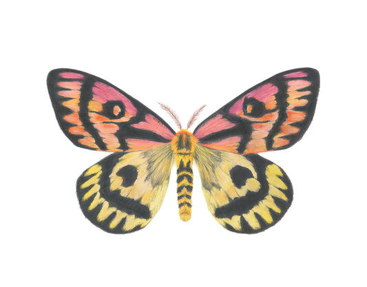 Hemileuca eglanterina Archival Print