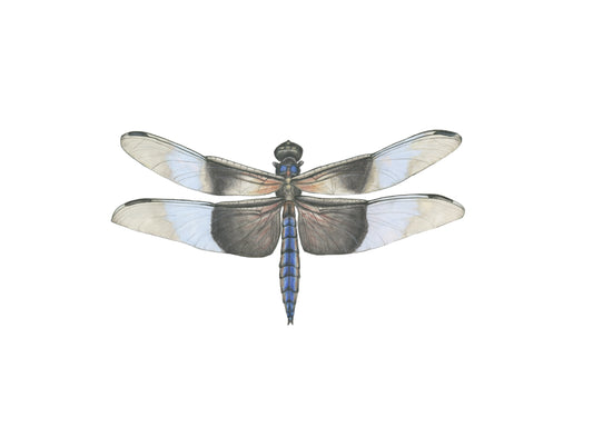 Libellula luctuosa Archival Print