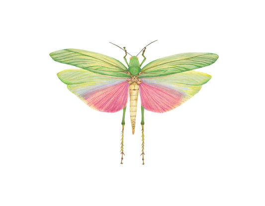 Lophacris cristata Archival Print
