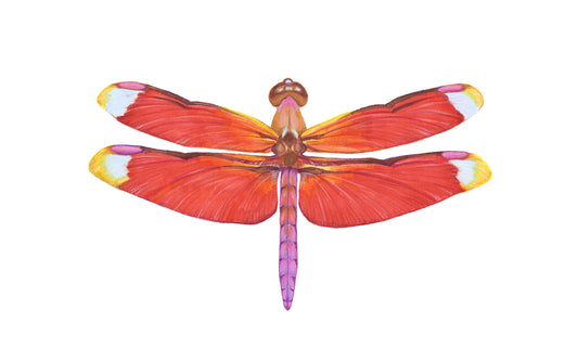 Neurothemis fulvia Archival Print