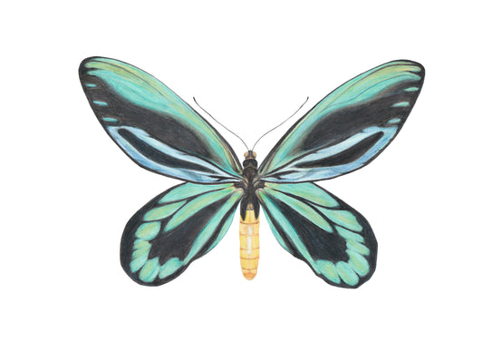 Ornithoptera alexandrae Archival Print