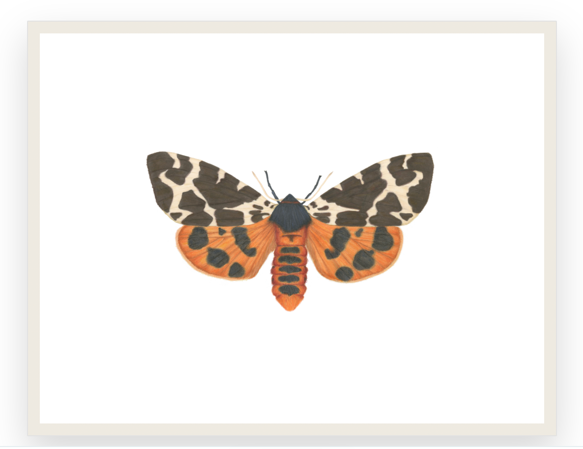 Arctia caja Archival Print