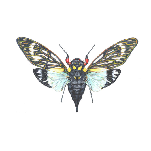 Tosena splendida Archival Print