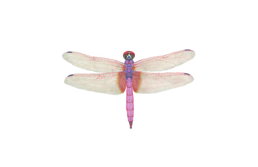 Trithemis aurora Archival Print