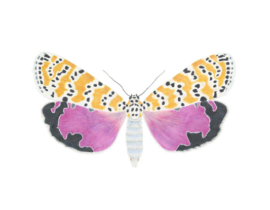 Utetheisa bella Archival Print