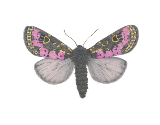 Xanthopastis timais Archival Print