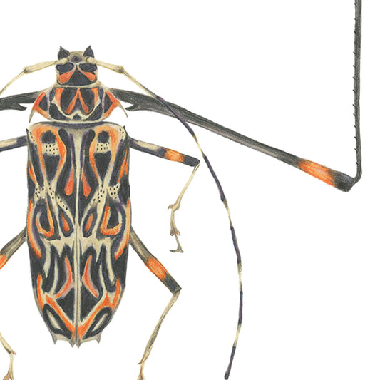 Acrocinus longimanus Archival Print
