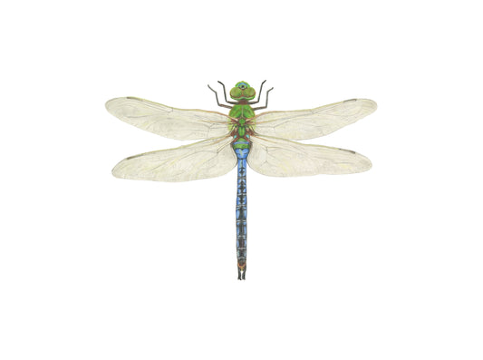 Anax junius Archival Print