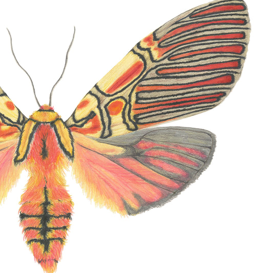 Anaxita constricta Archival Print