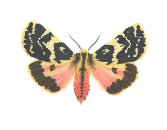 Ardices curvata Archival Print