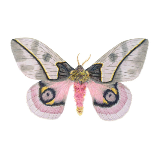 Automeris frankae Archival Print