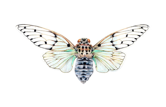 Ayuthia spectabile Archival Print