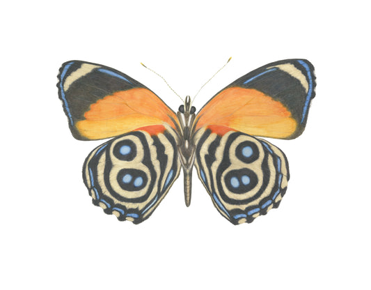 Callicore eunomia Archival Print