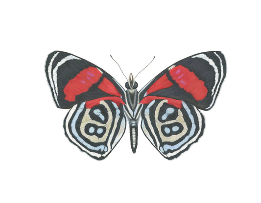 Callicore kolyma Archival Print