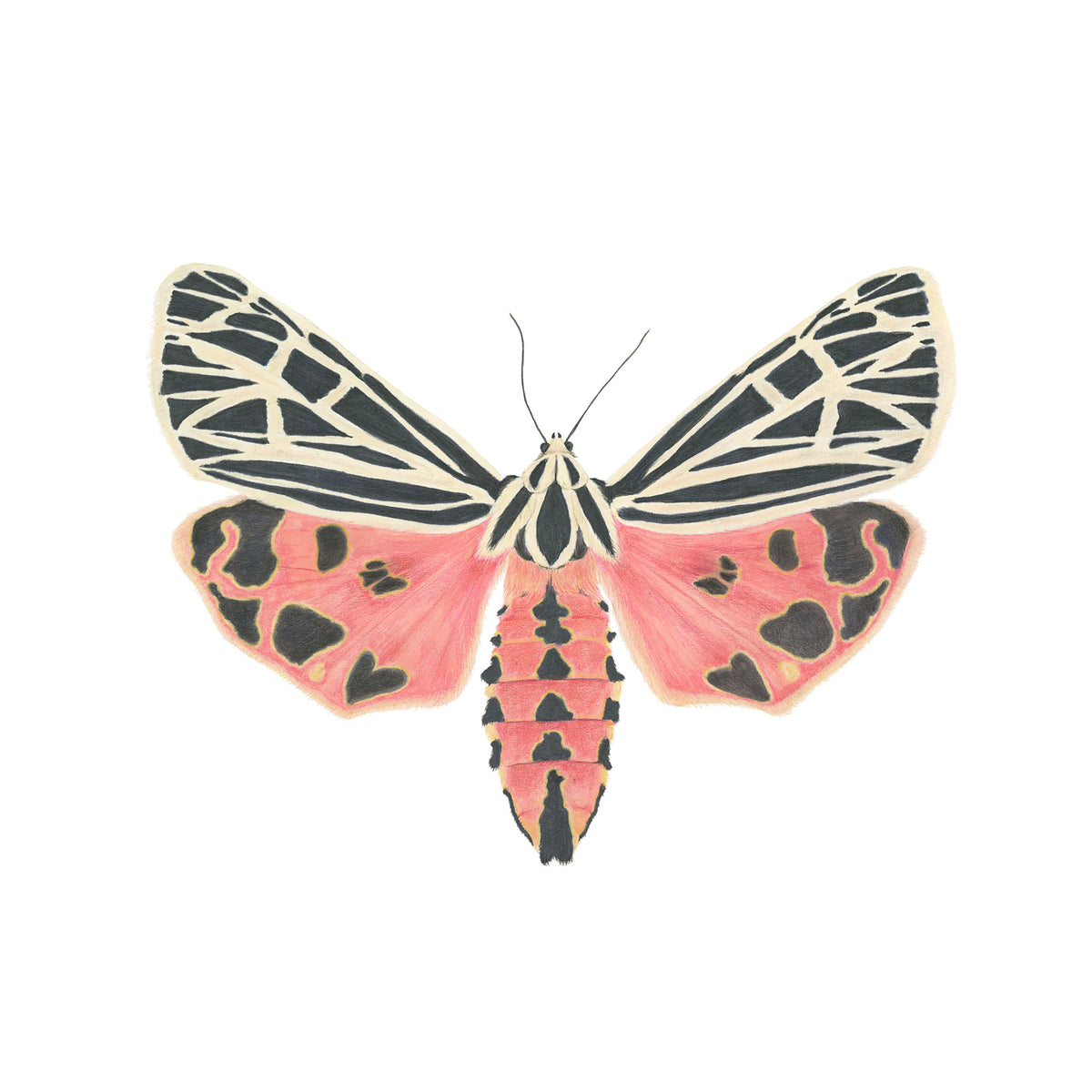 Grammia virgo Archival Print