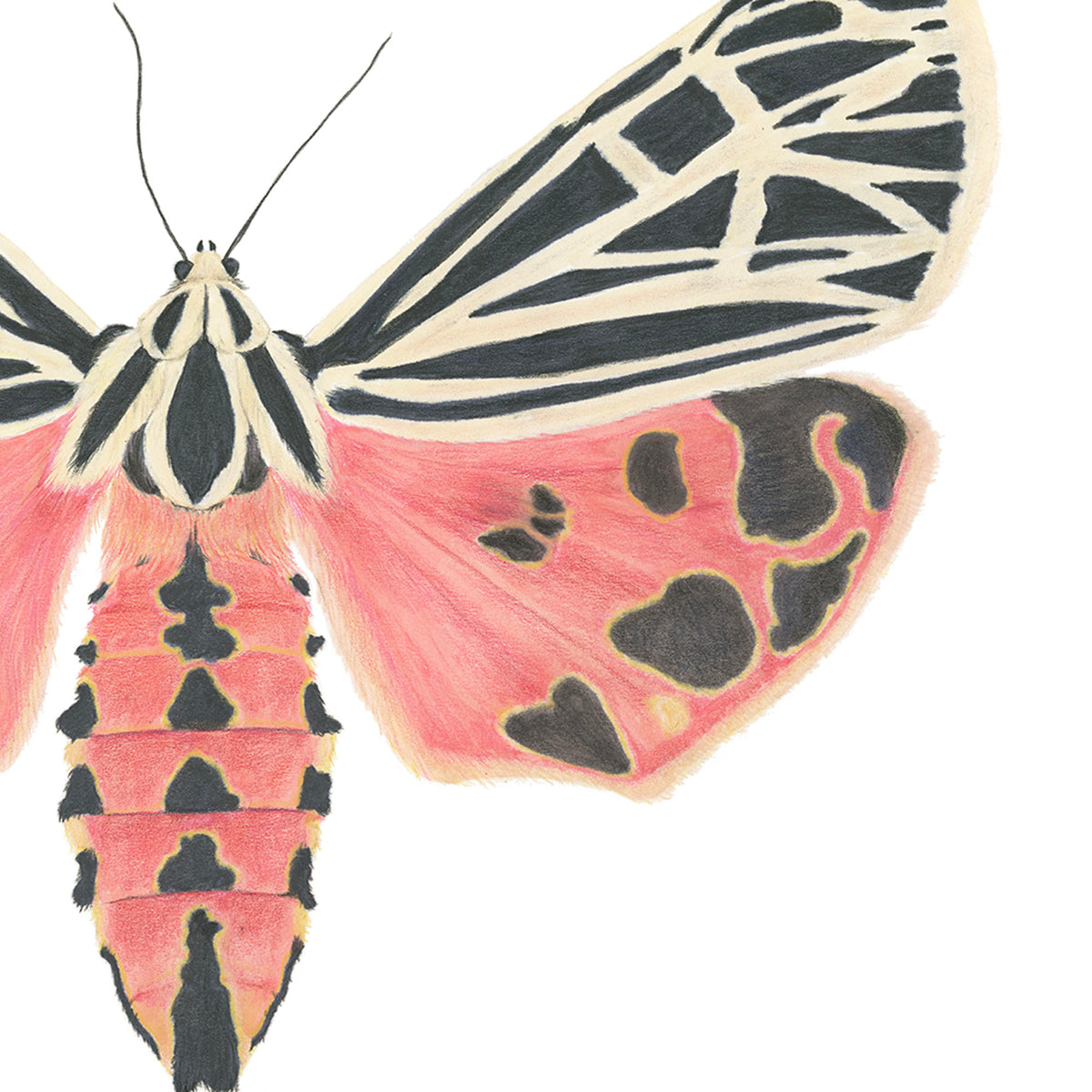 Grammia virgo Archival Print