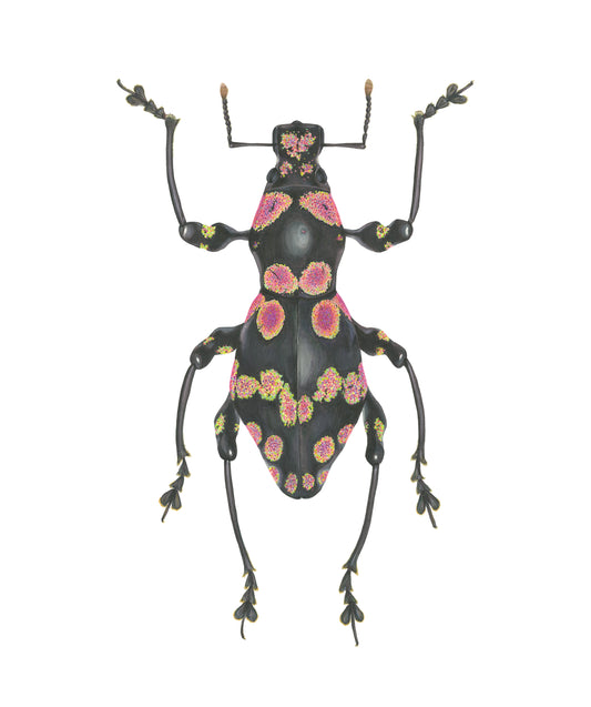 Pachyrhynchus niisatoi Archival Print