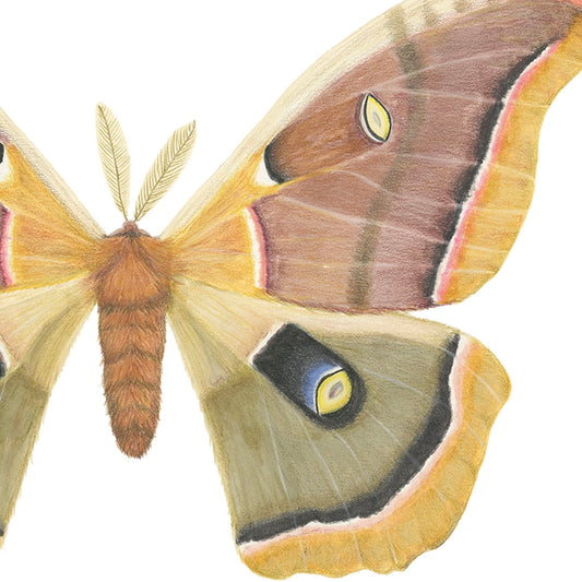 Antheraea polyphemus Archival Print
