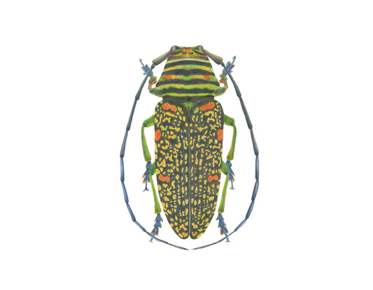 Zographus regalis Archival Print